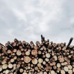 bois de chauffage sapin