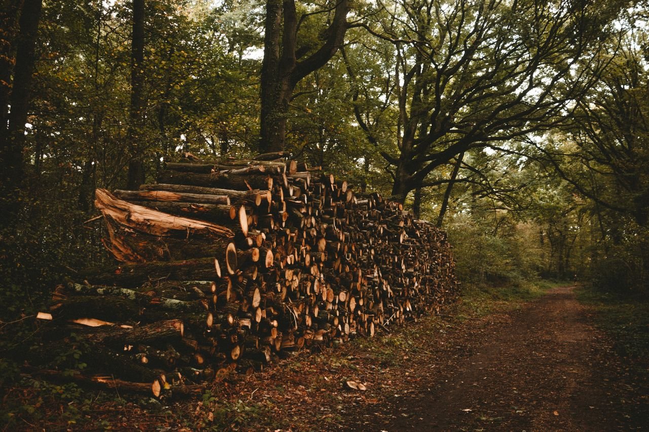 bedroom-bliss Forest alley with big bunch of felled trees lying on ground at daytime